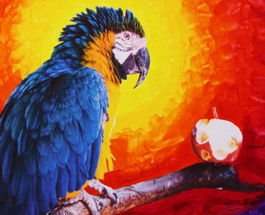 Leon Clemons unique artwork - Blue and yellow macaw 