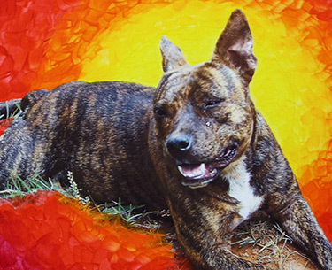 Leon Clemons unique artwork - Staffordshire Bull Terrier