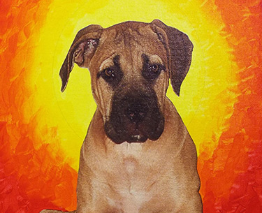 Leon Clemons unique artwork - Boerboel named Tessa