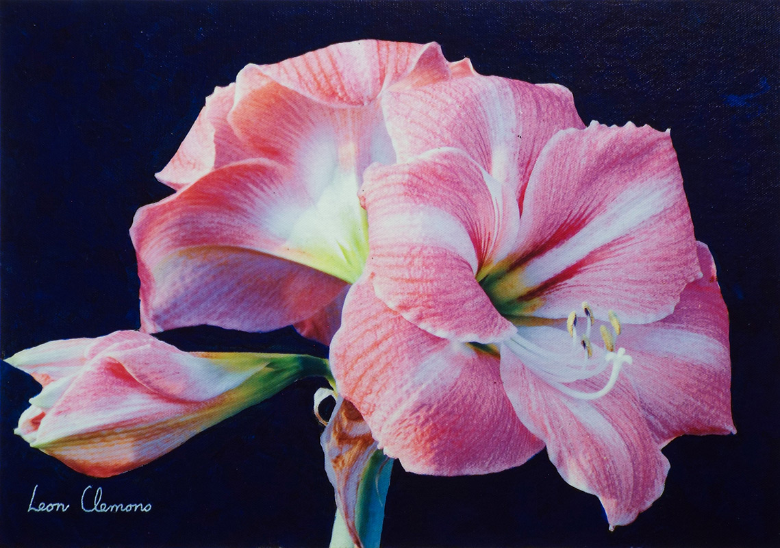 Leon's super realistic artwork - Amaryllis Hippeastrum 1