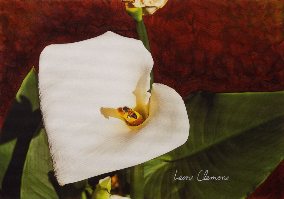 Leon's super realistic artwork - Arum Lily 3