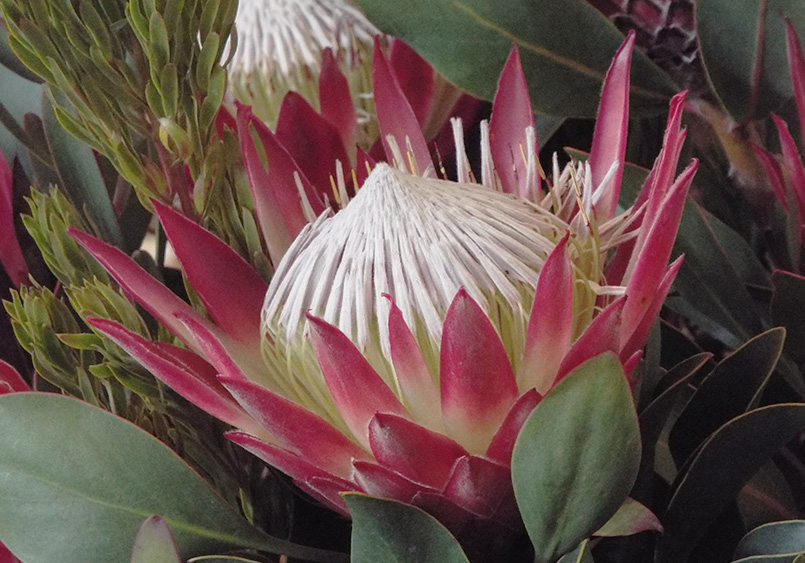 How to Live Healthy and Save Plenty