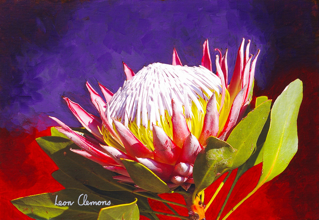 Leon's super realistic artwork - King Protea 4