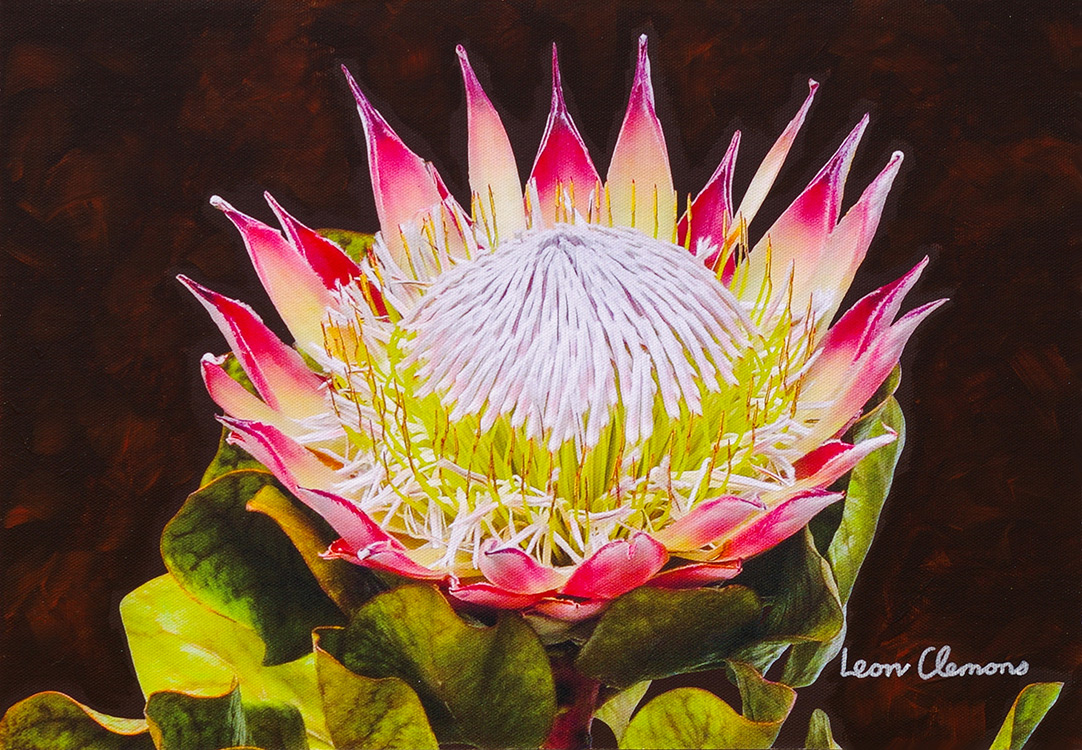 Leon's super realistic artwork - King Protea 5