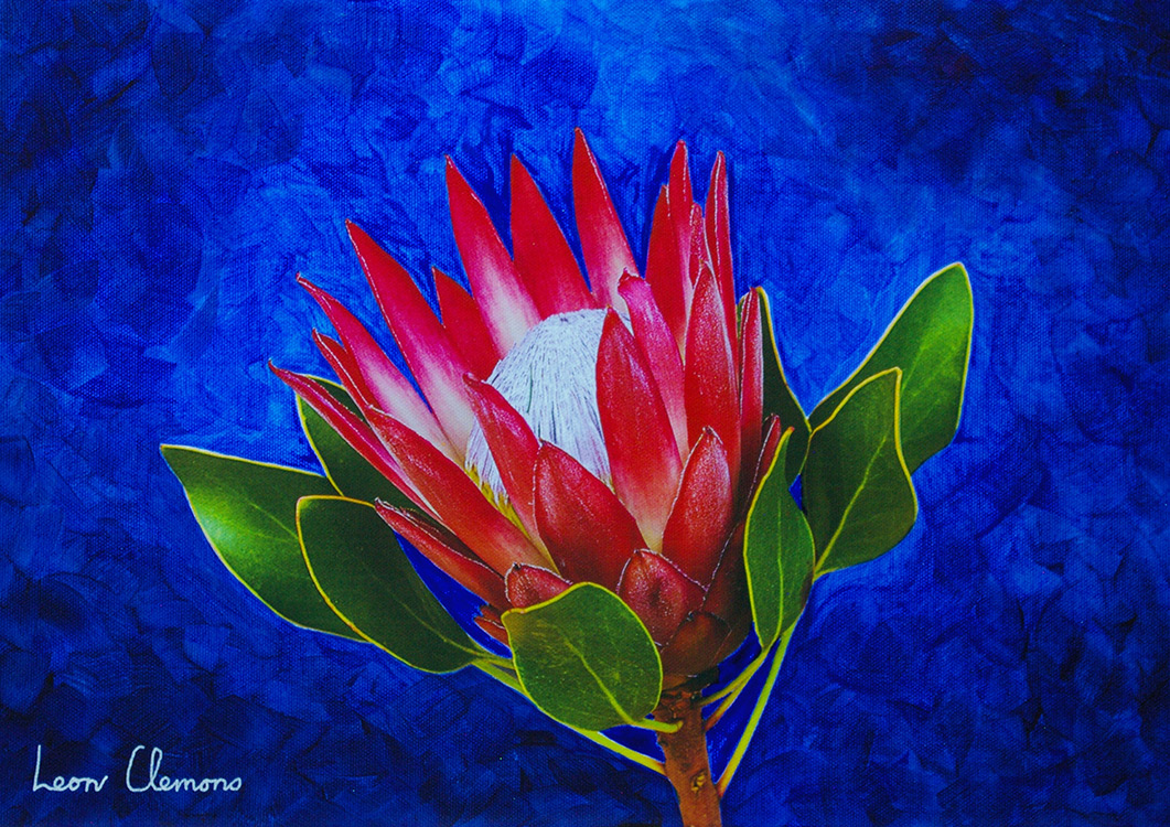 Leon's super realistic artwork - Protea Compacta 1