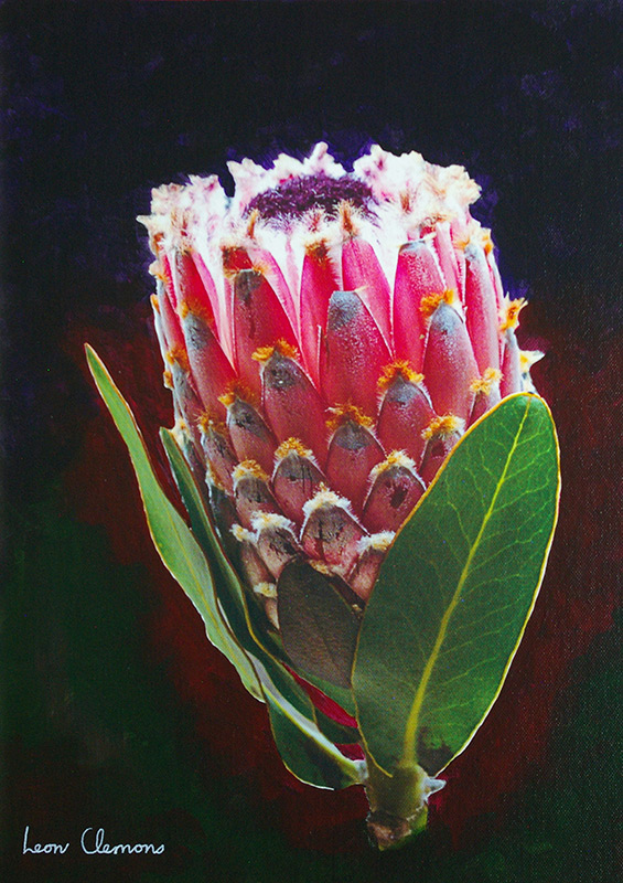 Leon's super realistic artwork - Protea Magnifica 3