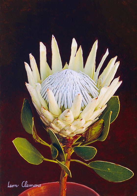Leon's super realistic artwork - Protea Nocturne