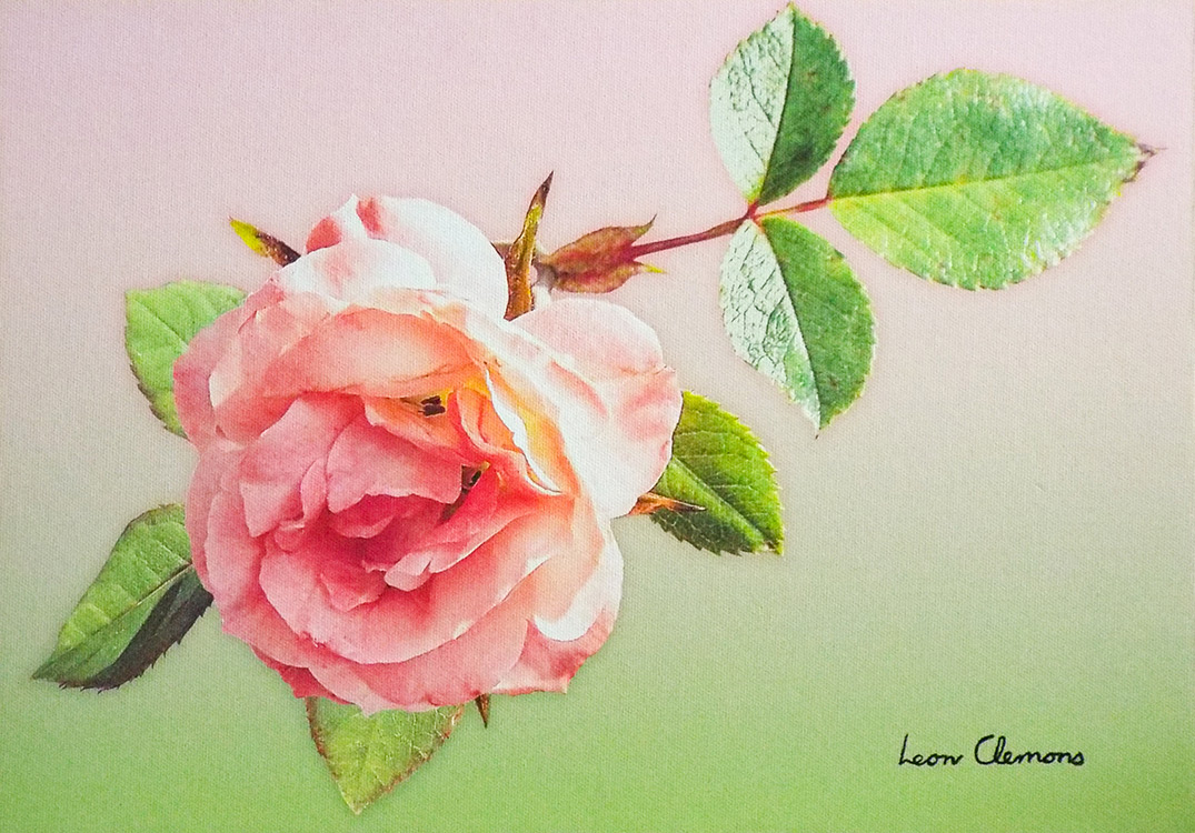 Leon's super realistic artwork - Rose Pink Whisper