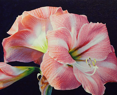 Leon Clemons super-realistic art - Amaryllis Hippeastrum 1
