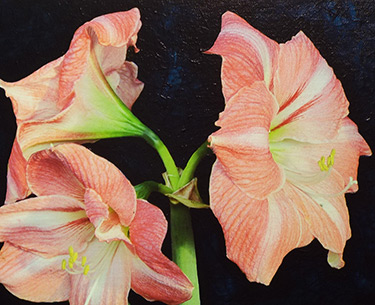 Leon Clemons super-realistic art - Amaryllis Hippeastrum 2