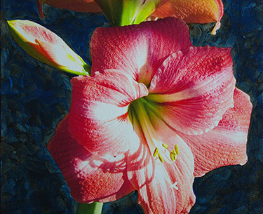 Leon Clemons super-realistic art - Amaryllis Hippeastrum-3