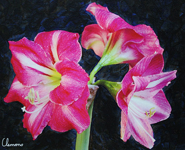 Leon Clemons super-realistic art - Amaryllis-Hippeastrum-4