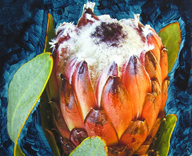 Leon Clemons super-realistic artwork - Glamorous Protea