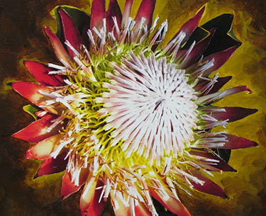 Leon Clemons super-realistic art - King Protea 2