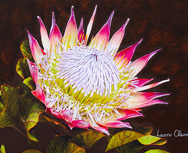 Leon Clemons super-realistic artwork - King Protea 3