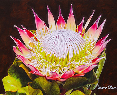 Leon Clemons super-realistic artwork - King Protea 5
