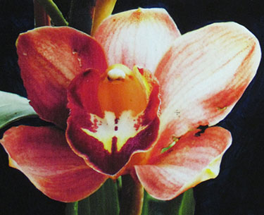 Leon Clemons super-realistic art - Lumenous Orchid