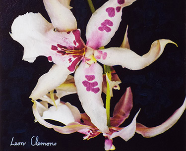 Leon Clemons super-realistic art - Orchid 3