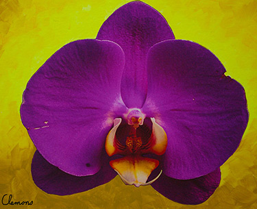 Leon Clemons super-realistic art - Orchid 8