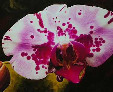 Leon Clemons super-realistic art - Orchid 9