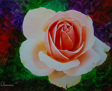 Leon Clemons super-realistic art - Pale-pink Rose