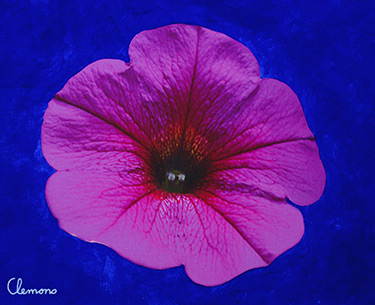 Leon Clemons super-realistic art - Petunia