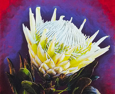 Leon Clemons super-realistic artwork - Ivory Protea