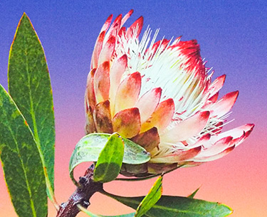 Leon Clemons super-realistic artwork - Sunrise Sugarbush