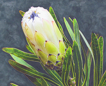 Leon Clemons super-realistic artwork - Protea Coronata 1
