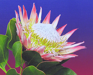Leon Clemons super-realistic artwork - Protea King