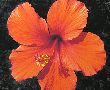 Leon Clemons super-realistic art - Red Beauty