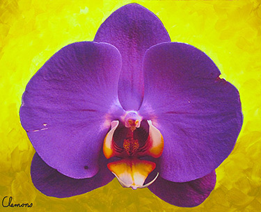 Leon Clemons super-realistic artwork - Royal Orchid